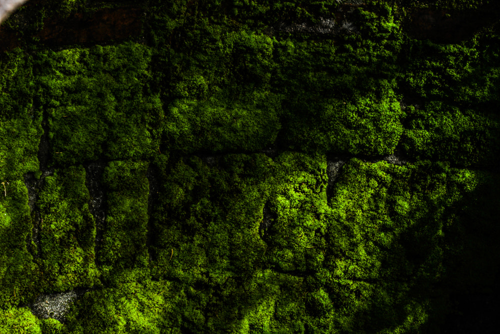 Canon EF 100mm F2.8 Macro USM sample photo. Green therapy photography