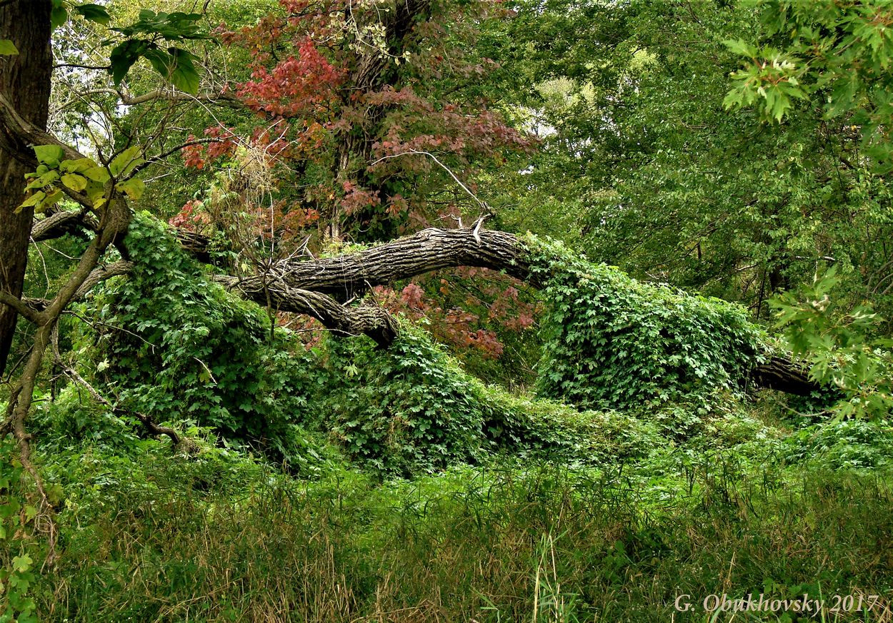 Sony DSC-H5 sample photo. Lost worlds photography