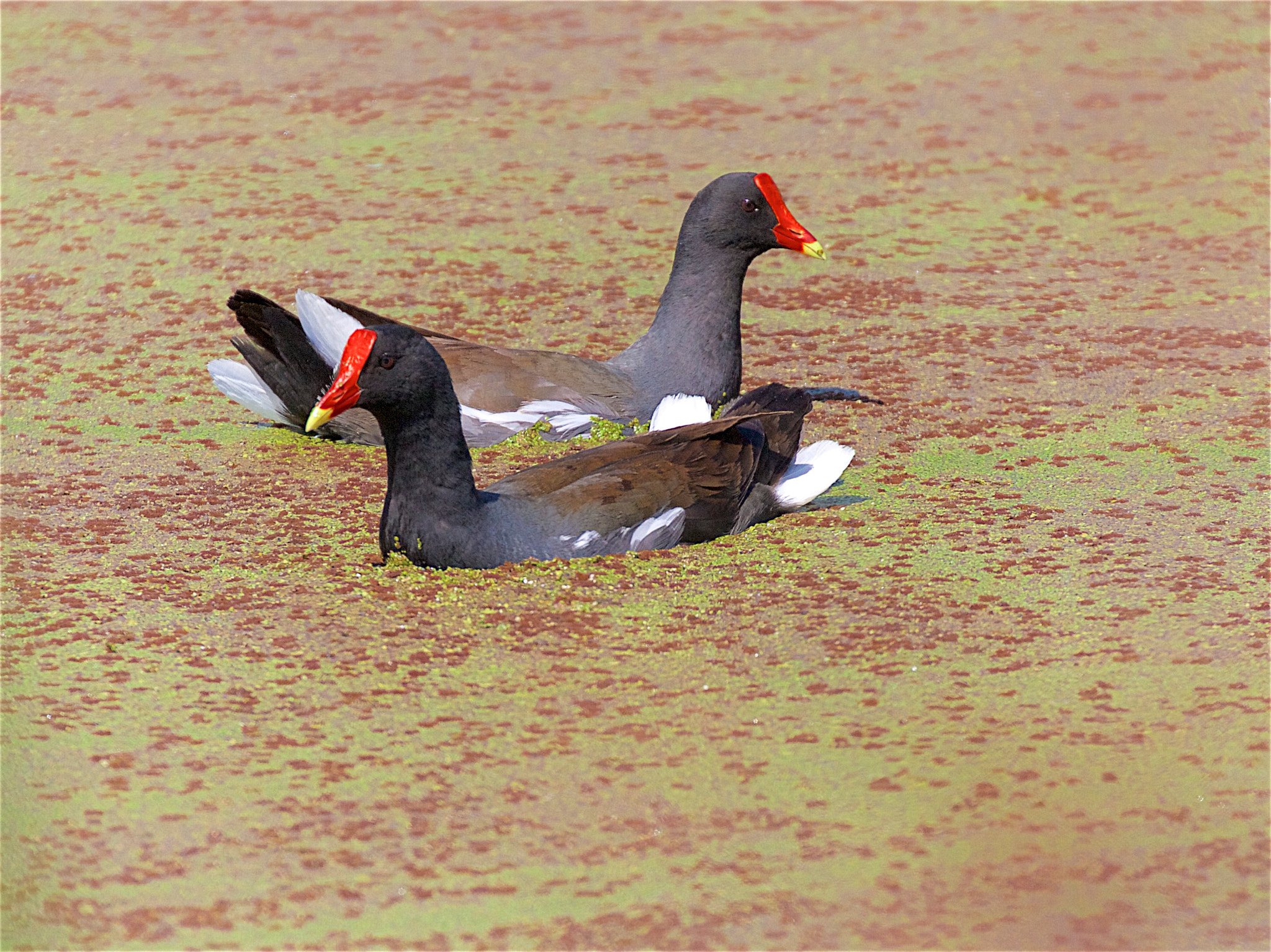 Canon EOS 7D sample photo. Common gullinules [or moorhens] photography