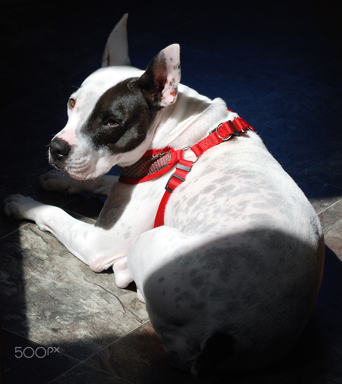 AF Zoom-Nikkor 35-70mm f/2.8D N sample photo. Nubbs in the sun !!! photography