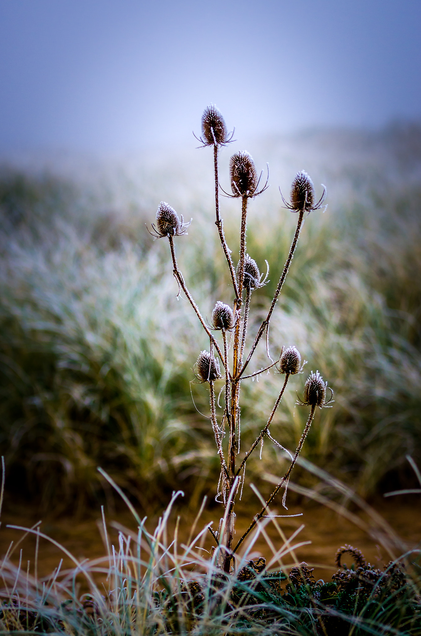 Pentax K-5 sample photo. Dans l'attente du printemps... photography