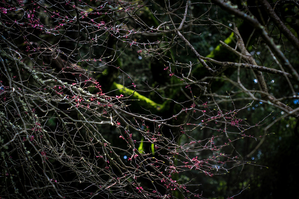 Canon EOS 7D sample photo. Oh shimmering moss! photography