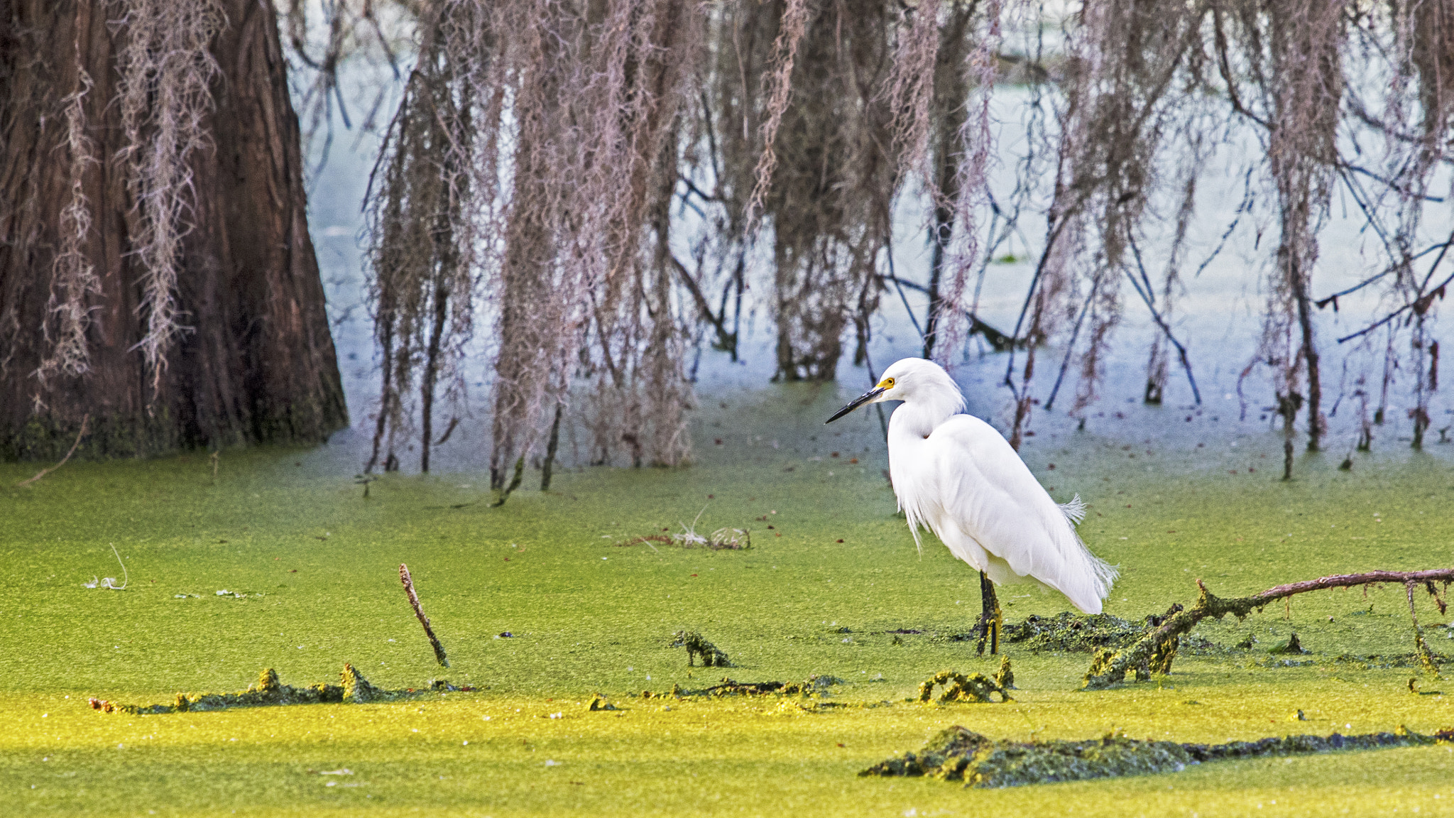Nikon Nikkor AF-S 300mm F4E PF ED VR sample photo. Snowy egret photography