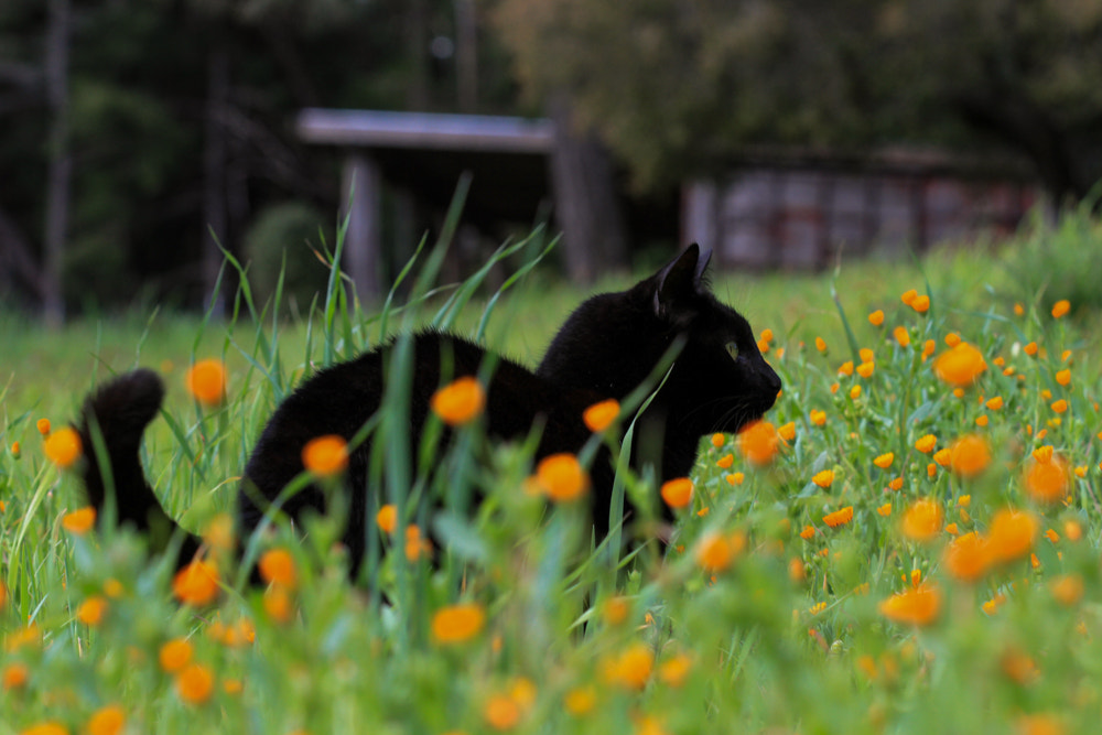 Canon EOS 7D sample photo. Buddy hunting in the wild calendula photography