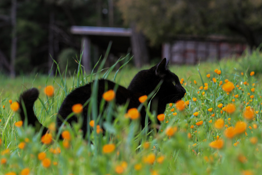 Canon EF 100mm F2.8 Macro USM sample photo. Buddy hunting in the wild calendula photography