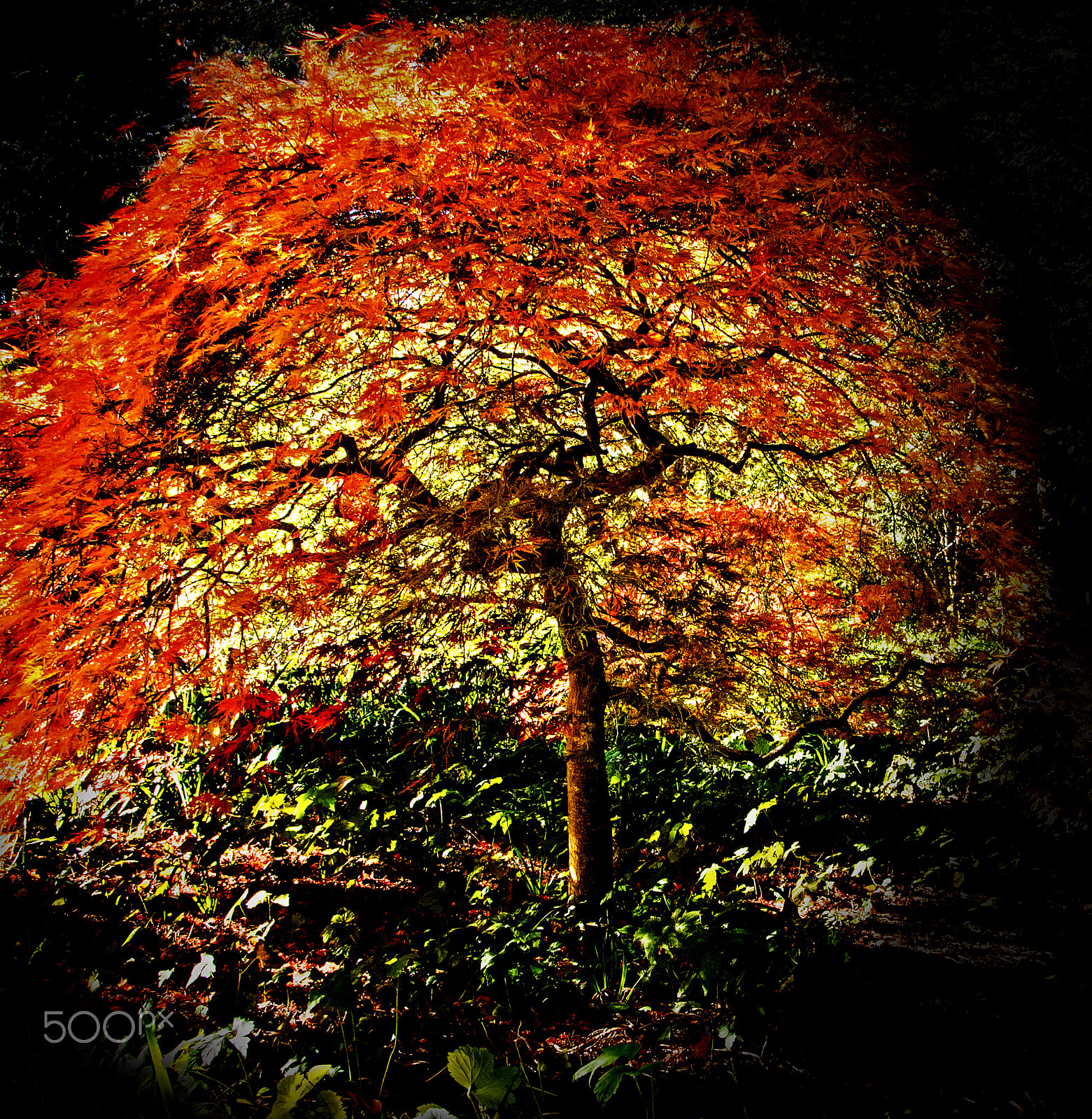 Nikon D7200 + Sigma 18-250mm F3.5-6.3 DC OS HSM sample photo. Japanese maple photography