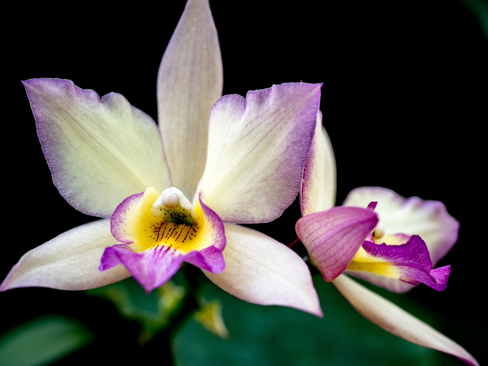 Olympus M.Zuiko Digital ED 60mm F2.8 Macro sample photo. Orchid pair photography