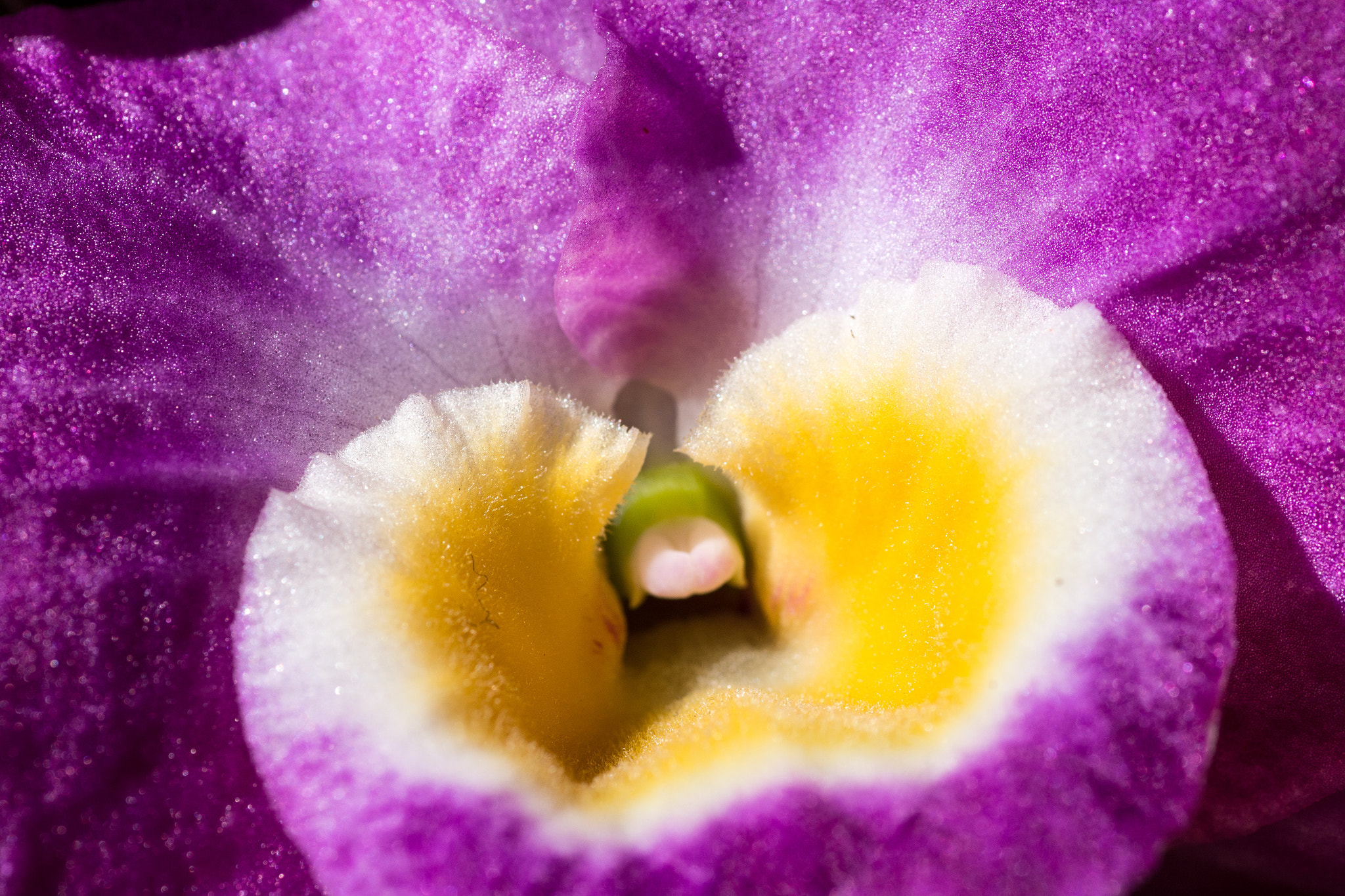 Canon EOS 70D + Tamron SP AF 90mm F2.8 Di Macro sample photo. Orchid photography