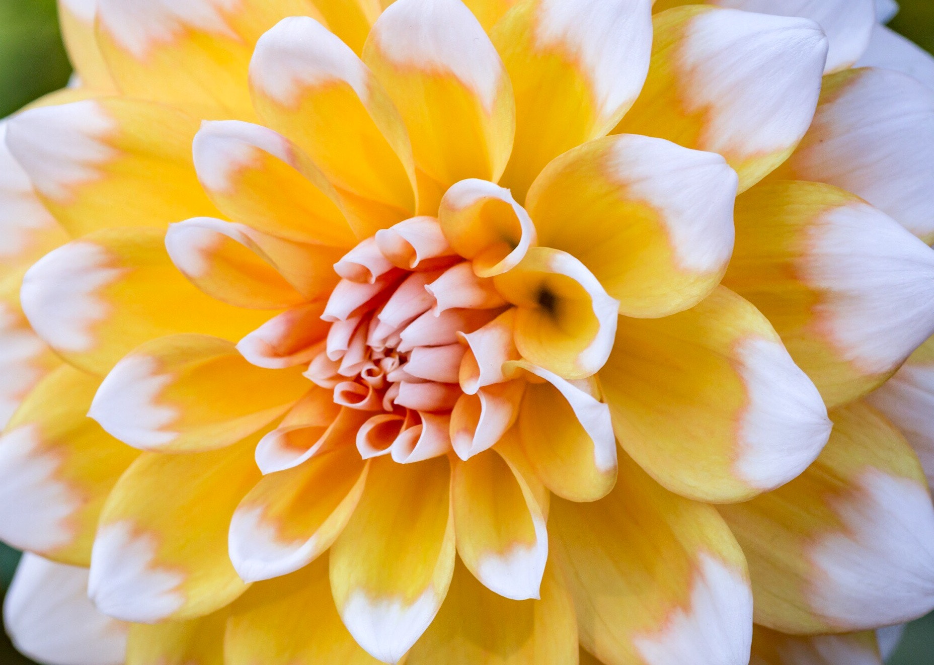 Canon EOS 70D + Tamron SP AF 90mm F2.8 Di Macro sample photo. Seattle dahlia photography