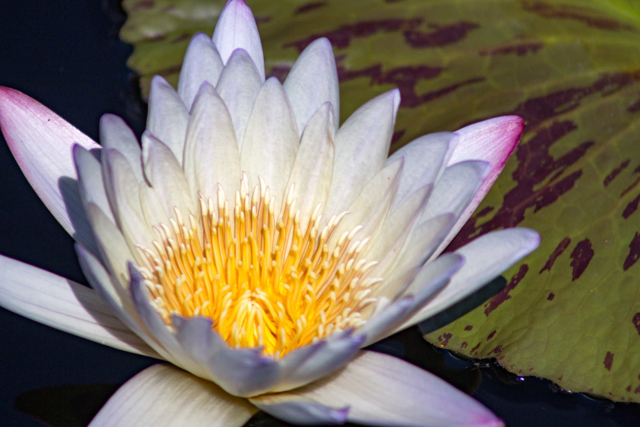 Canon EOS 70D + EF75-300mm f/4-5.6 sample photo. 30573693216.jpg photography
