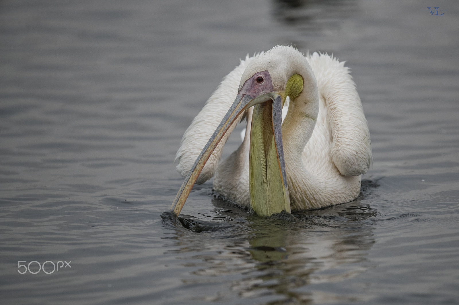 Canon EF 600mm F4L IS II USM sample photo. Pelican photography