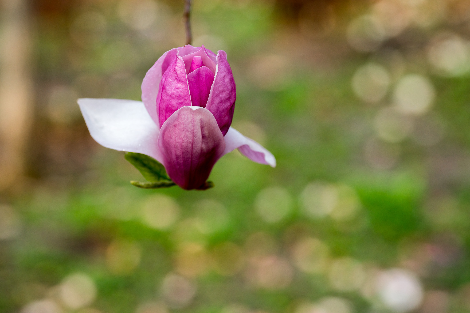 Voigtlander Macro APO-Lanthar 125mm F2.5 SL sample photo. 玉兰花 photography