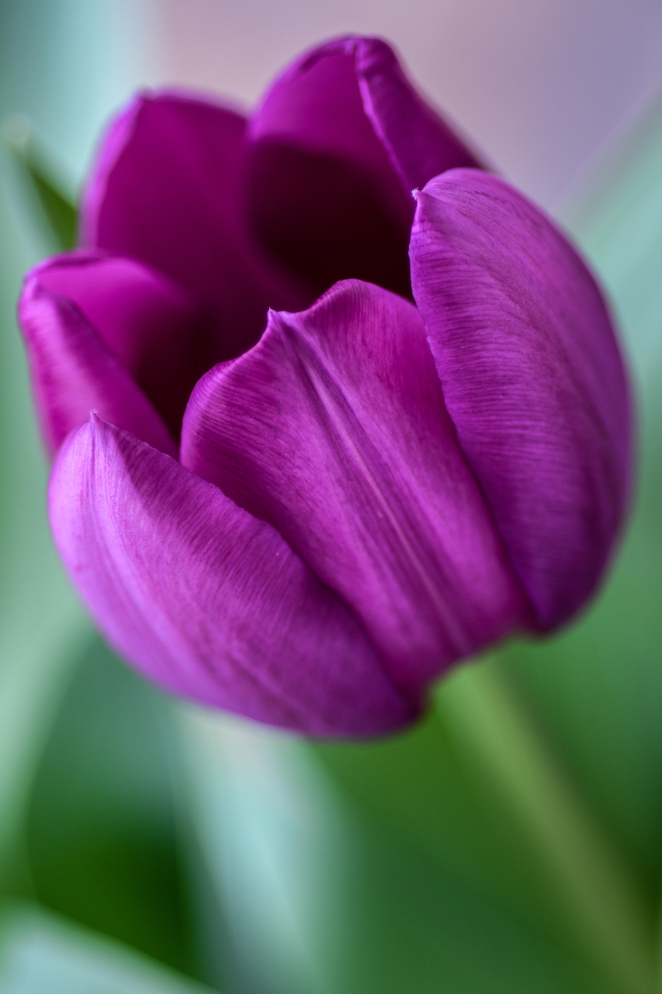 Nikon D810 + Nikon AF Micro-Nikkor 60mm F2.8D sample photo. ©yasmin simpson photography