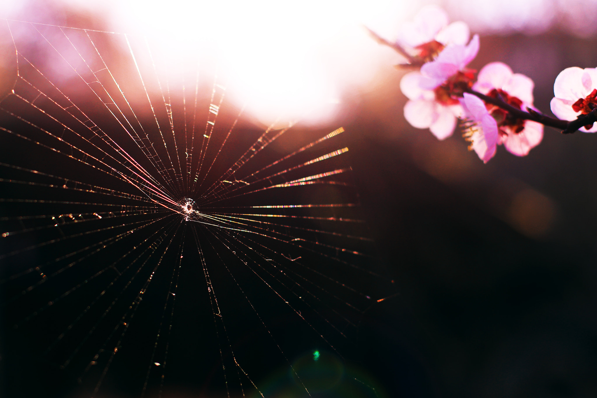Canon EOS 700D (EOS Rebel T5i / EOS Kiss X7i) + Canon EF 50mm F1.4 USM sample photo. The marvels of spring photography