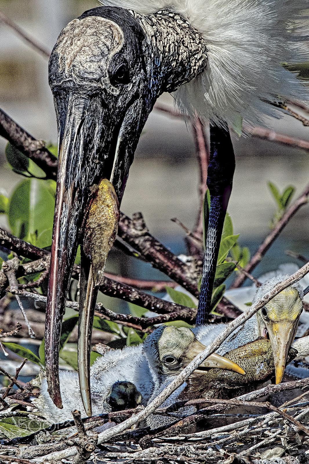 Nikon D810 sample photo. Two fish photography