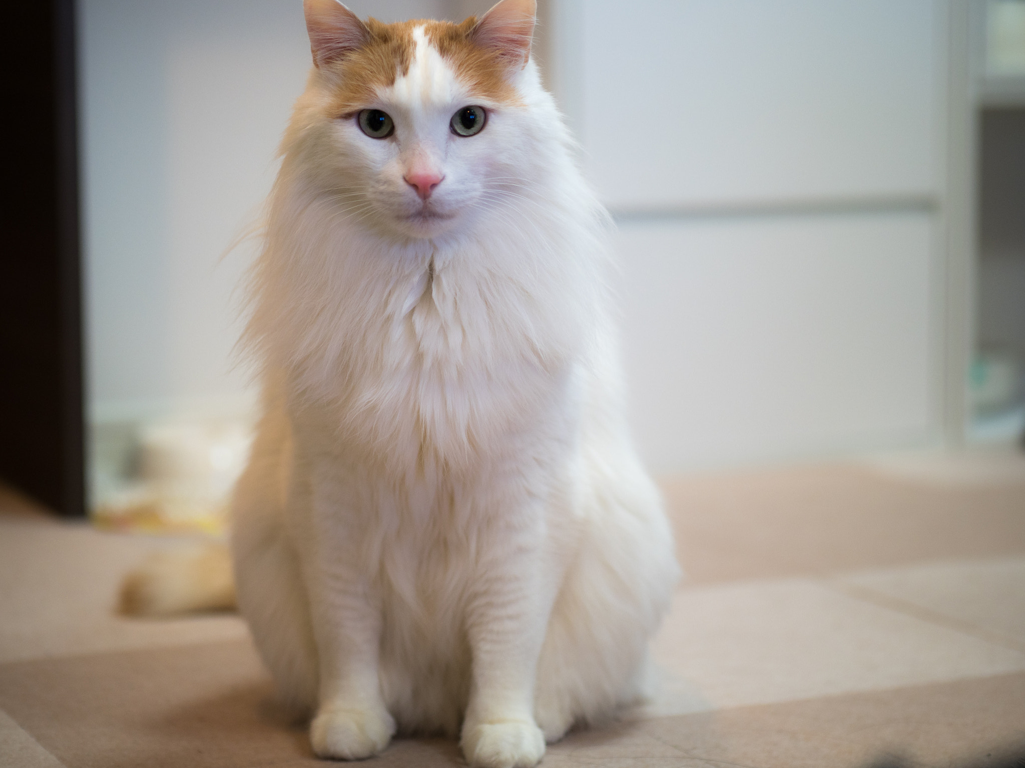 Panasonic Leica DG Nocticron 42.5mm F1.2 ASPH OIS sample photo. Olympus digital camera photography
