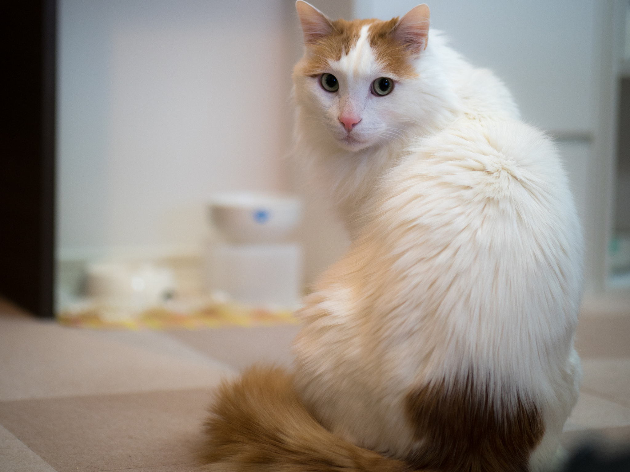 Panasonic Leica DG Nocticron 42.5mm F1.2 ASPH OIS sample photo. Olympus digital camera photography