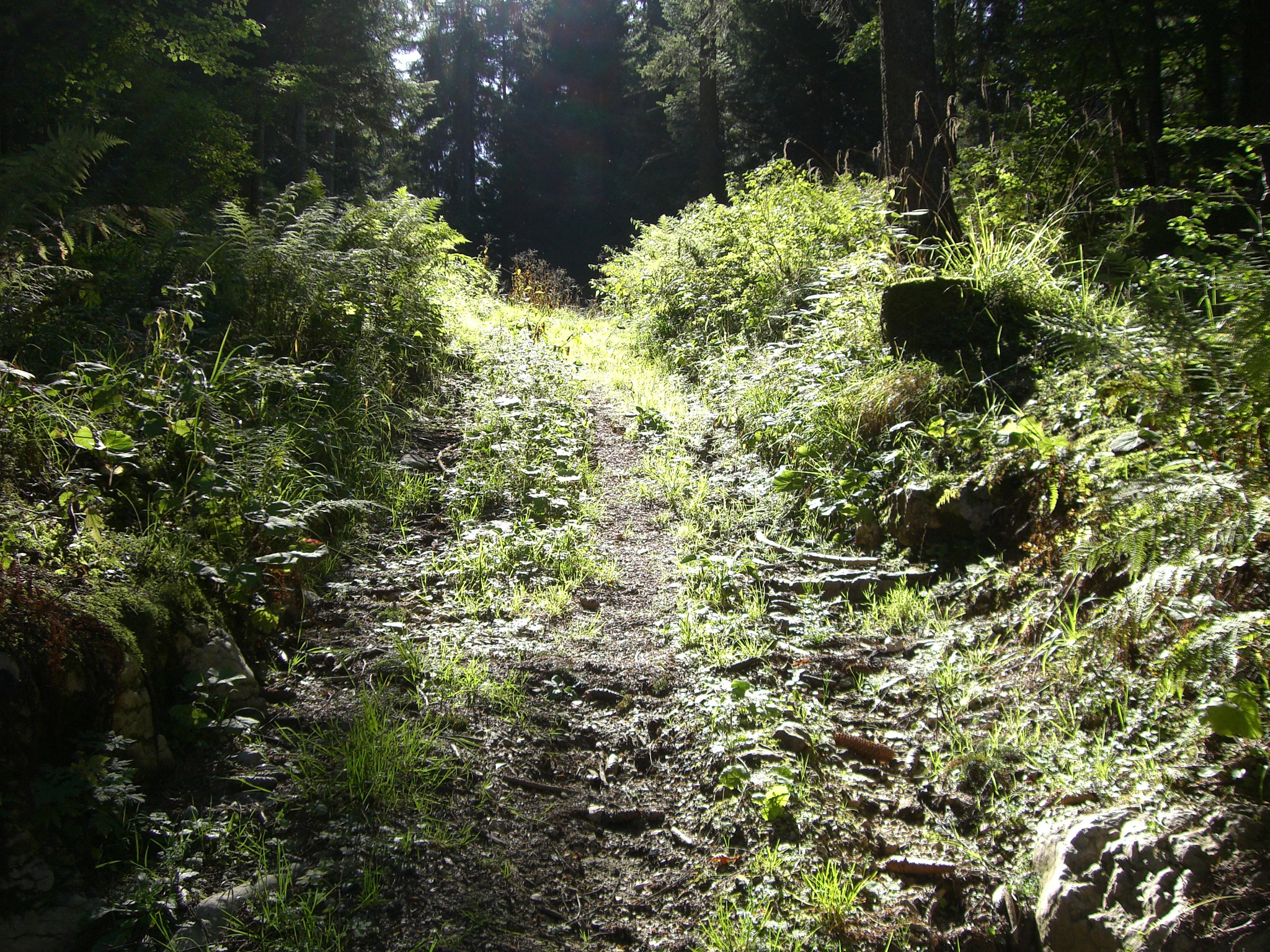 CASIO EX-Z700 sample photo. Light on the path photography