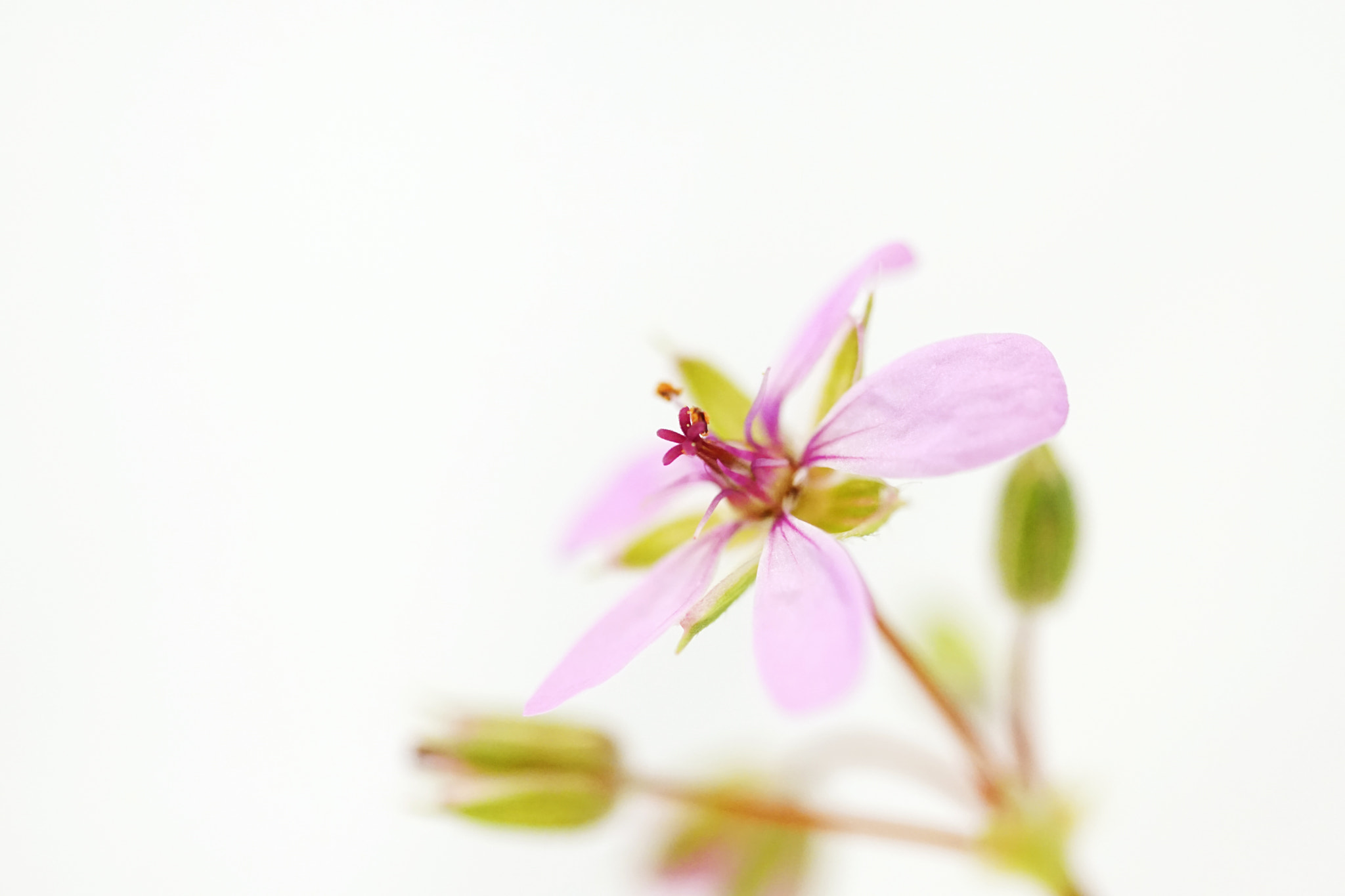 Sony a6000 + Sony FE 90mm F2.8 Macro G OSS sample photo. Aa photography