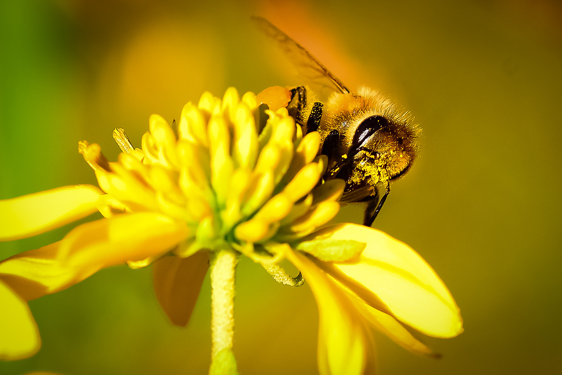 Tokina AT-X Pro 100mm F2.8 Macro sample photo. A honeybee does it thing on a yellow flower. photography