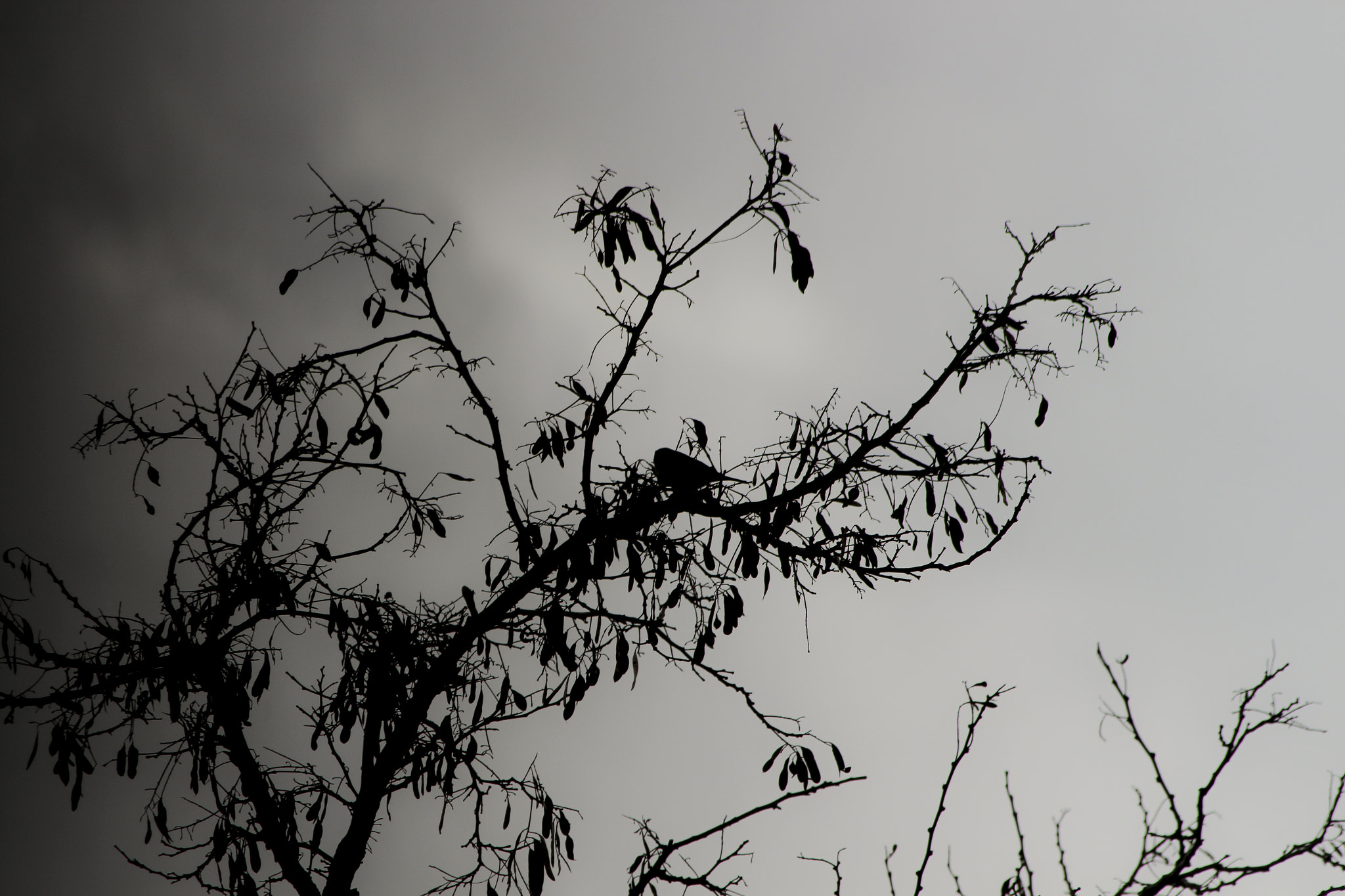 Canon EF 70-300mm F4-5.6 IS USM sample photo. •black and white • photography