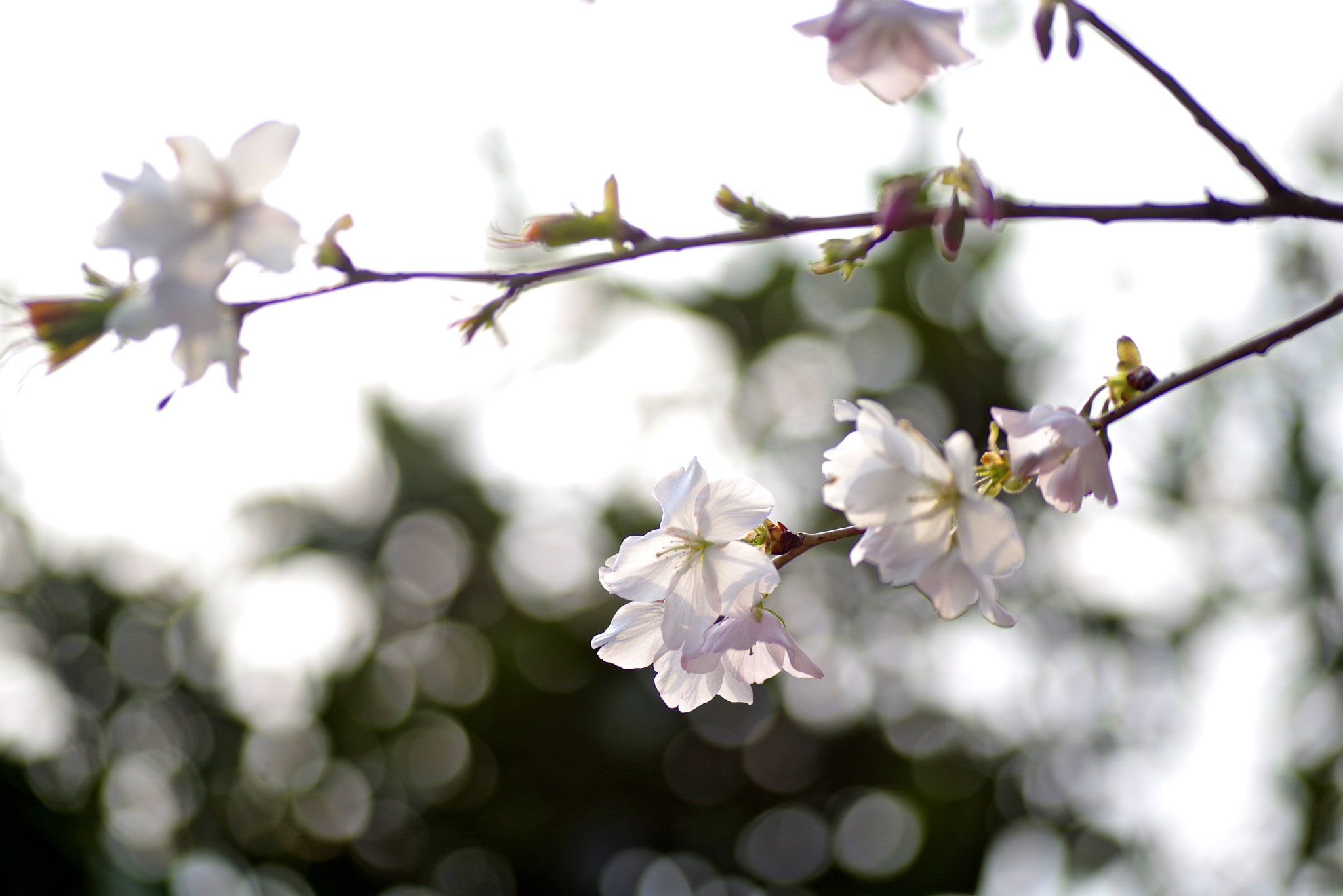 Tamron SP AF 90mm F2.8 Di Macro sample photo. Cold cherry photography