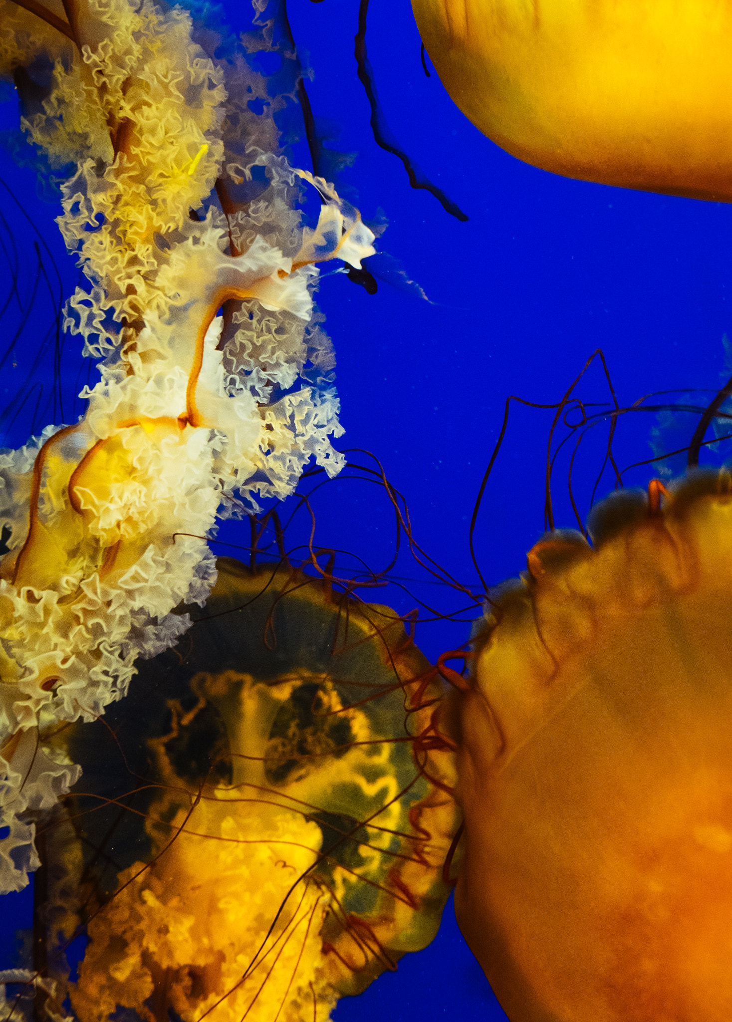 Fujifilm X-E2 + Fujifilm XF 35mm F2 R WR sample photo. Jellyfish photography