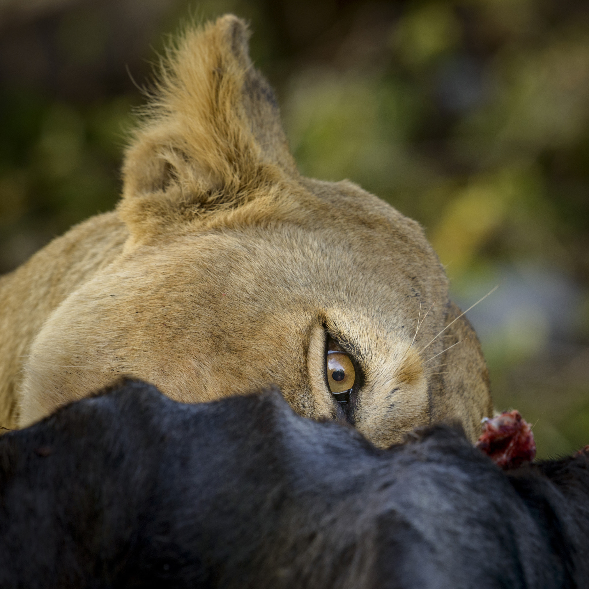 Nikon D800 + Nikon AF-S Nikkor 600mm F4G ED VR sample photo. Focus photography