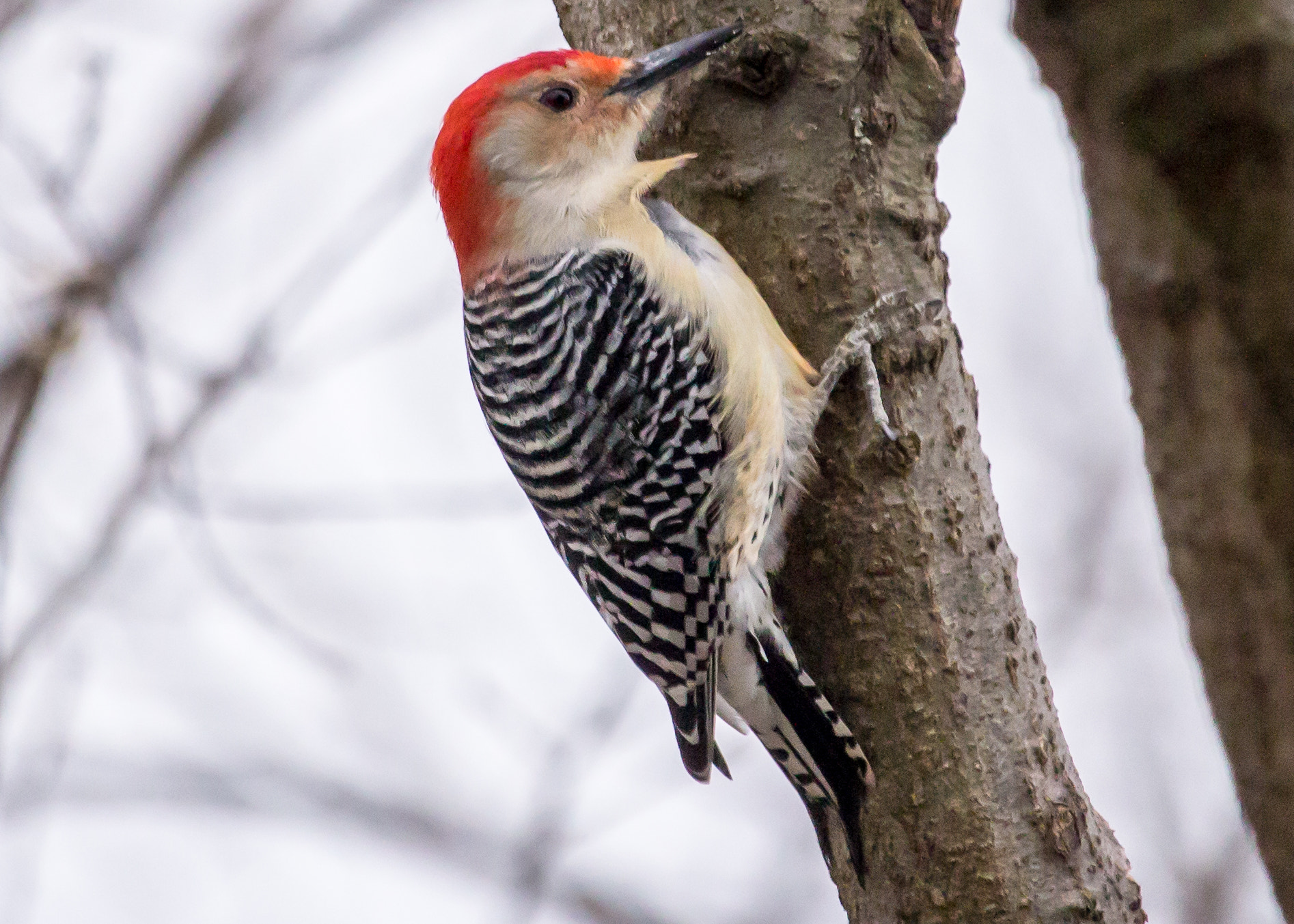 Canon EOS 600D (Rebel EOS T3i / EOS Kiss X5) sample photo. Red bellied woodpecker (male) photography