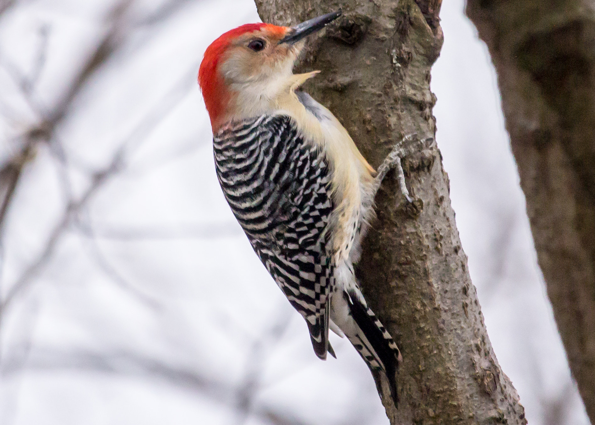 Canon EF-S 55-250mm F4-5.6 IS STM sample photo. Red bellied woodpecker (male) photography