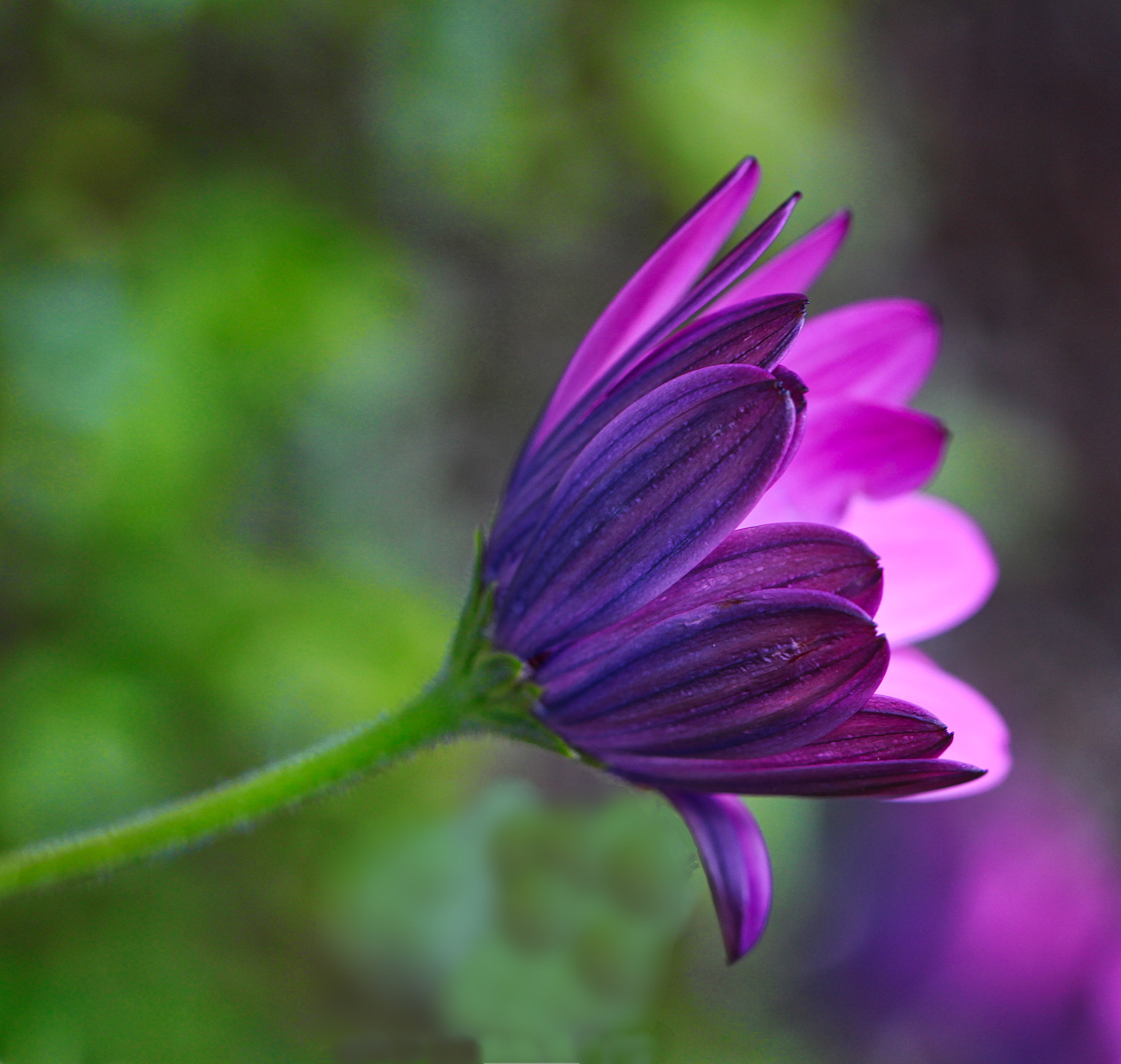 Canon EF 100mm F2.8L Macro IS USM sample photo. African daisy photography