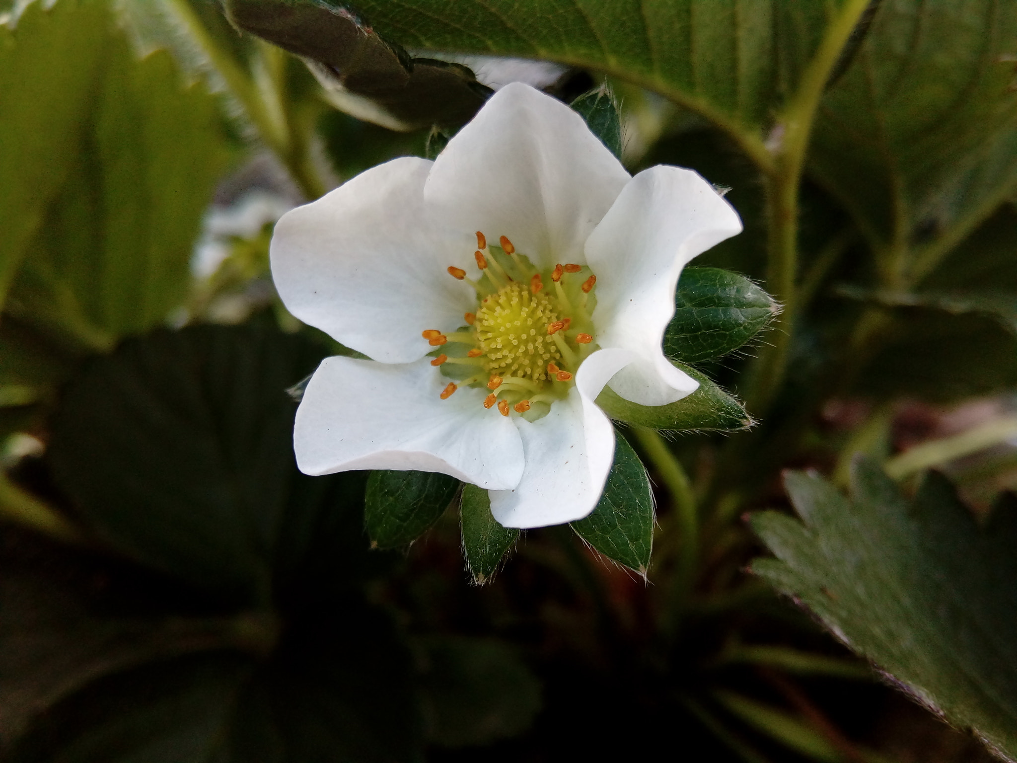 ZTE Blade V6 Max sample photo. Strawberry flower photography