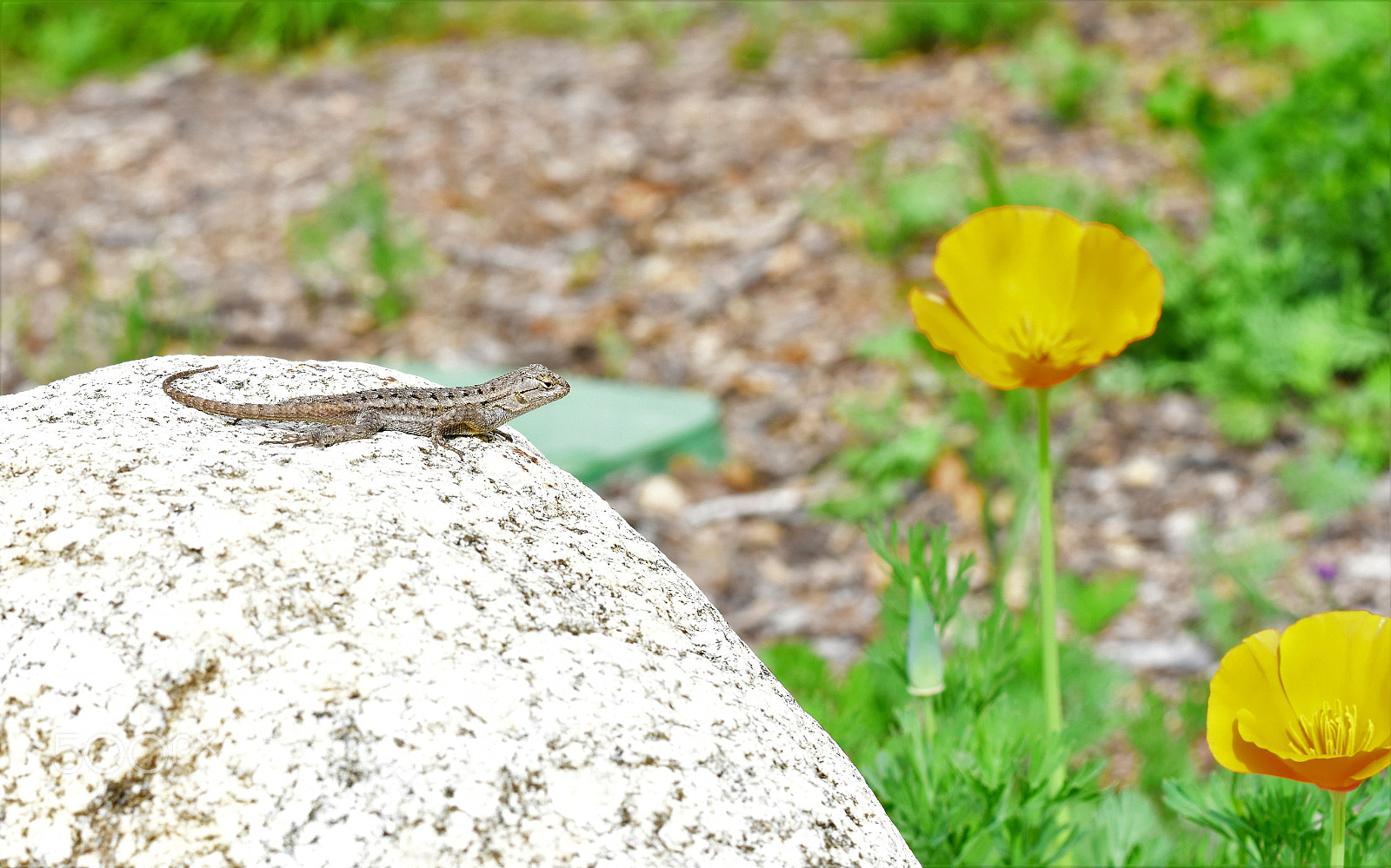 Nikon D7200 sample photo. Sunshine lizzard photography