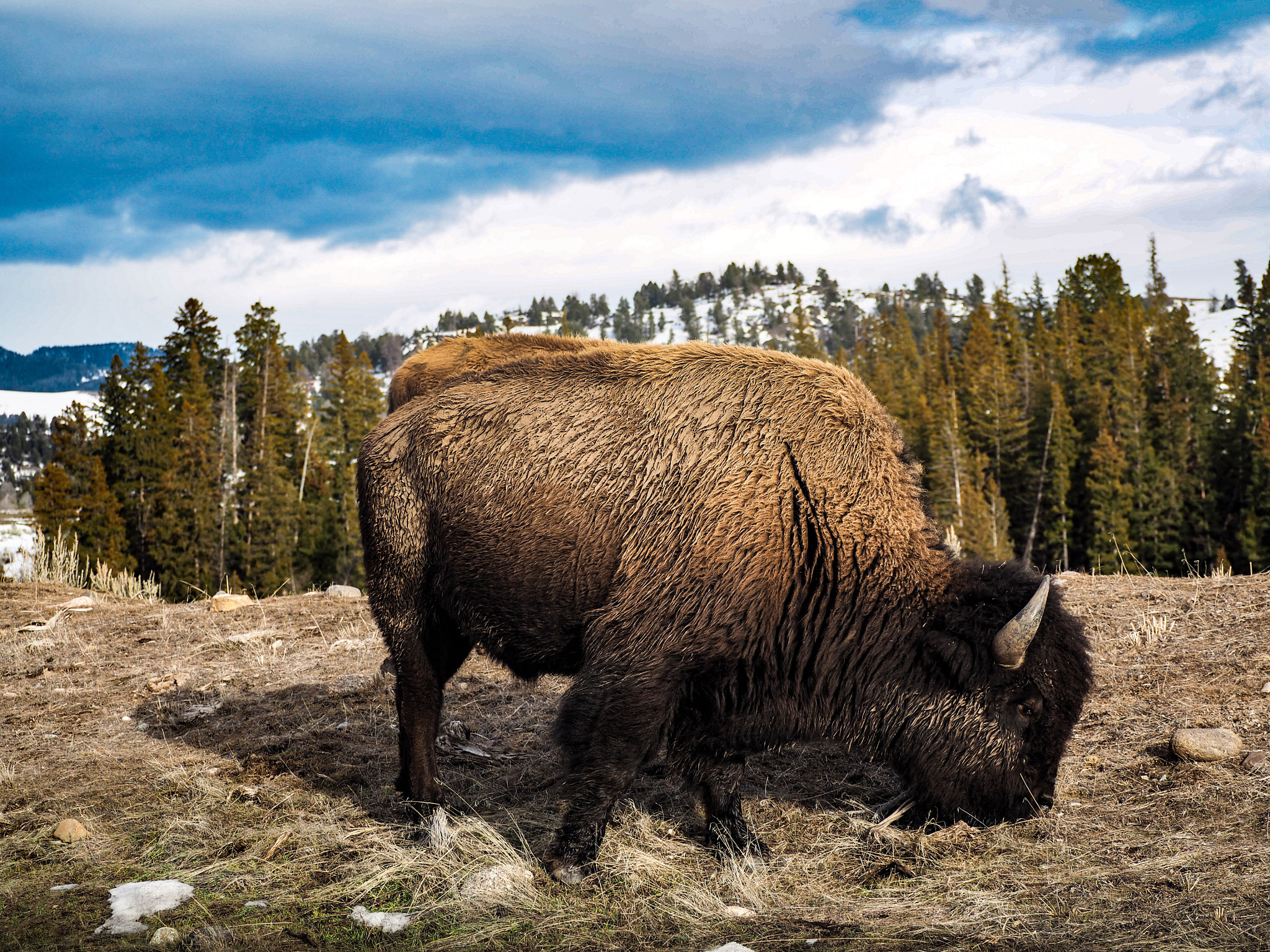 Olympus OM-D E-M5 II sample photo. Bison in yellowstone np photography