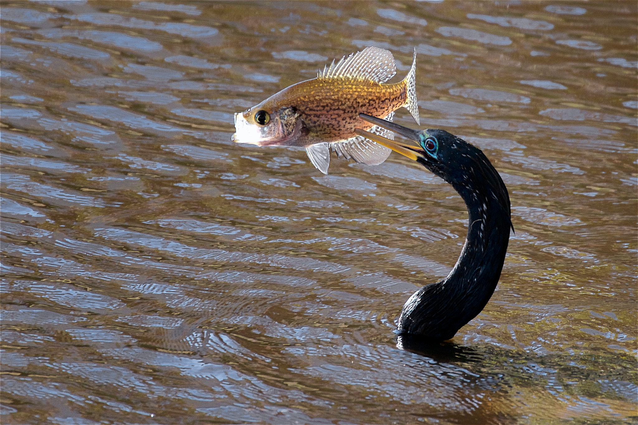 Canon EF 70-300mm F4-5.6L IS USM sample photo. Speared photography