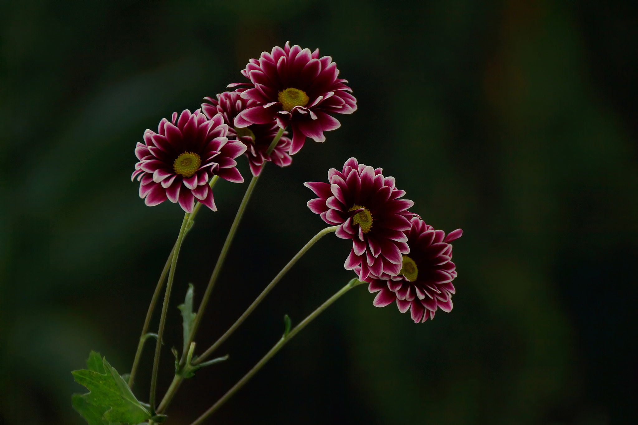 Sony DT 18-250mm F3.5-6.3 sample photo. Flowers, costa rica photography
