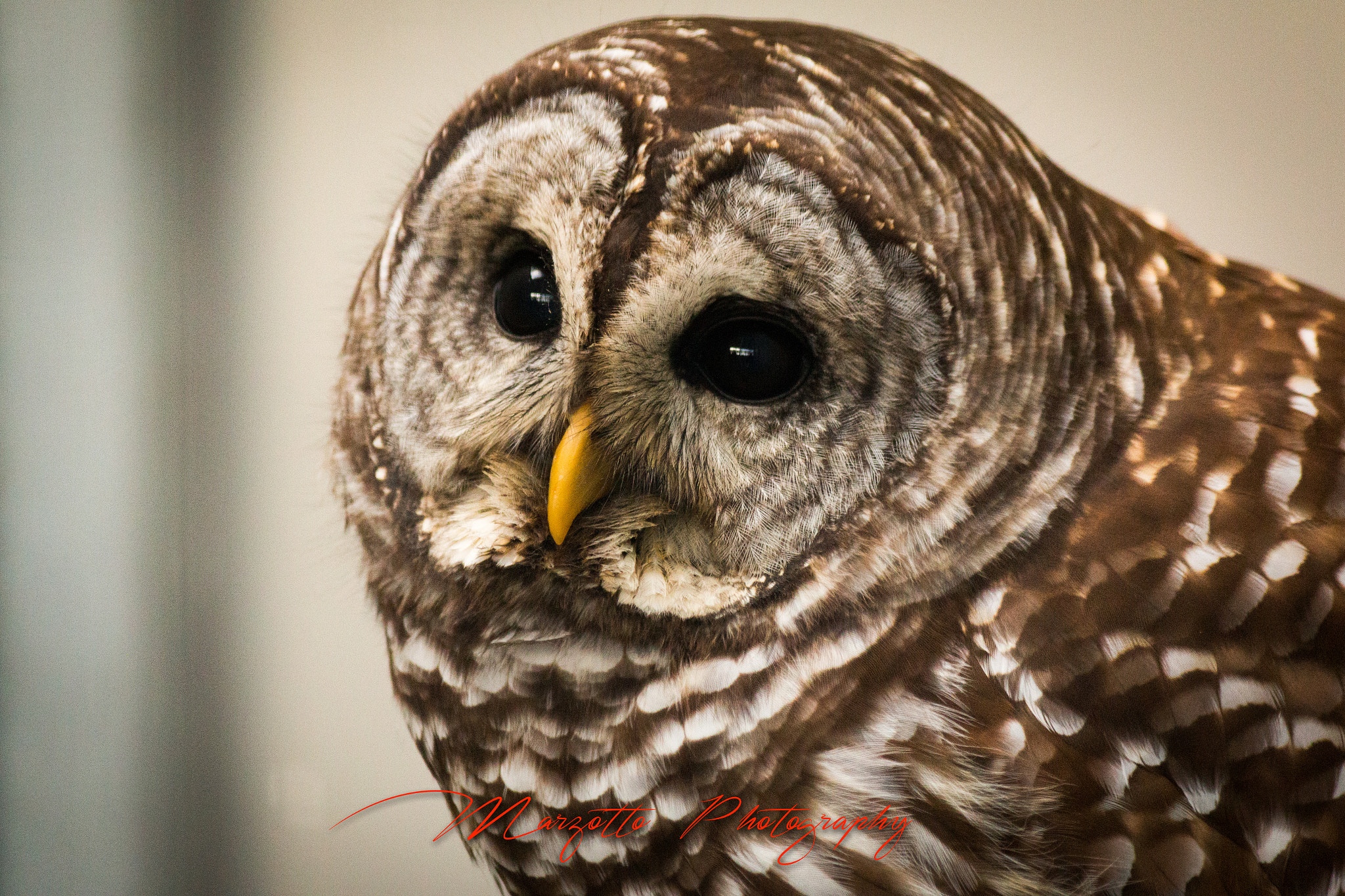 Canon EF-S 55-250mm F4-5.6 IS II sample photo. Do you think i'm cute photography