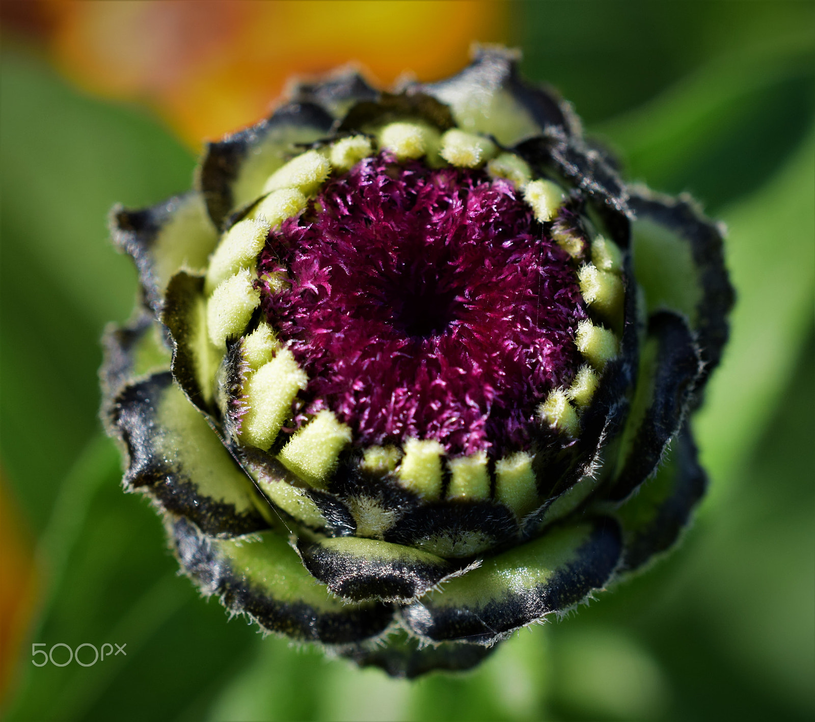 Nikon D3300 sample photo. Flower in blur photography