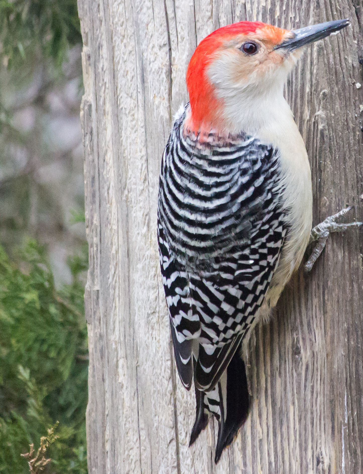 Canon EOS 600D (Rebel EOS T3i / EOS Kiss X5) + Canon EF-S 55-250mm F4-5.6 IS STM sample photo. Red bellied woodpecker (male)  photography