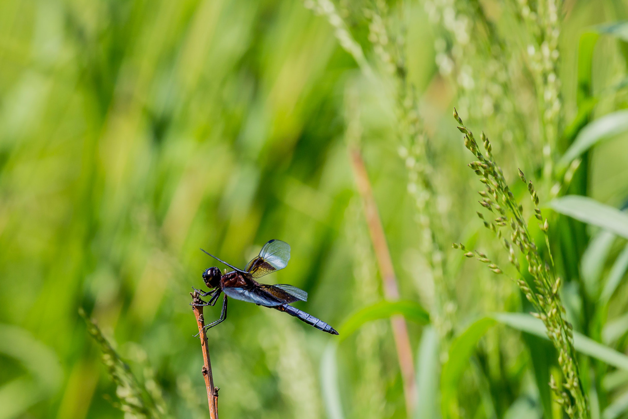 Canon EOS 6D + Canon EF 100-400mm F4.5-5.6L IS USM sample photo. Dragonfly photography