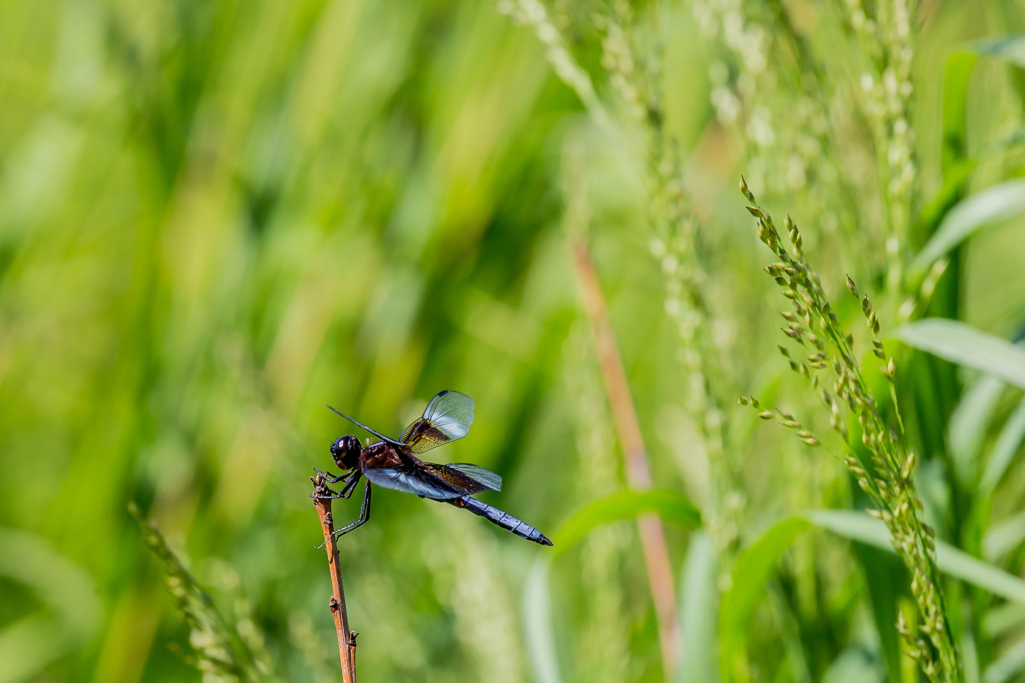 Canon EF 100-400mm F4.5-5.6L IS USM sample photo. Dragonfly photography
