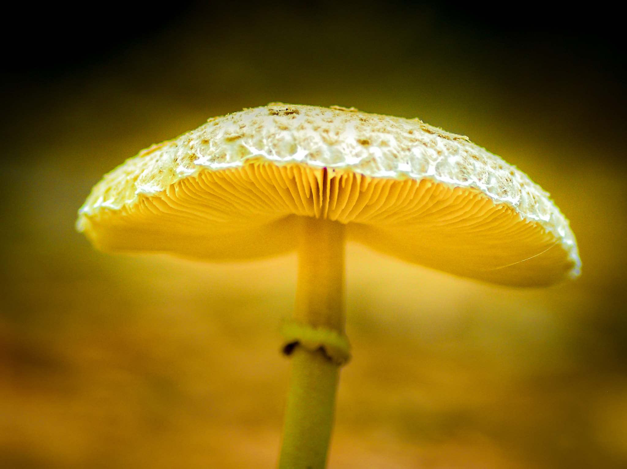 Tokina AT-X Pro 100mm F2.8 Macro sample photo. Shroom photography