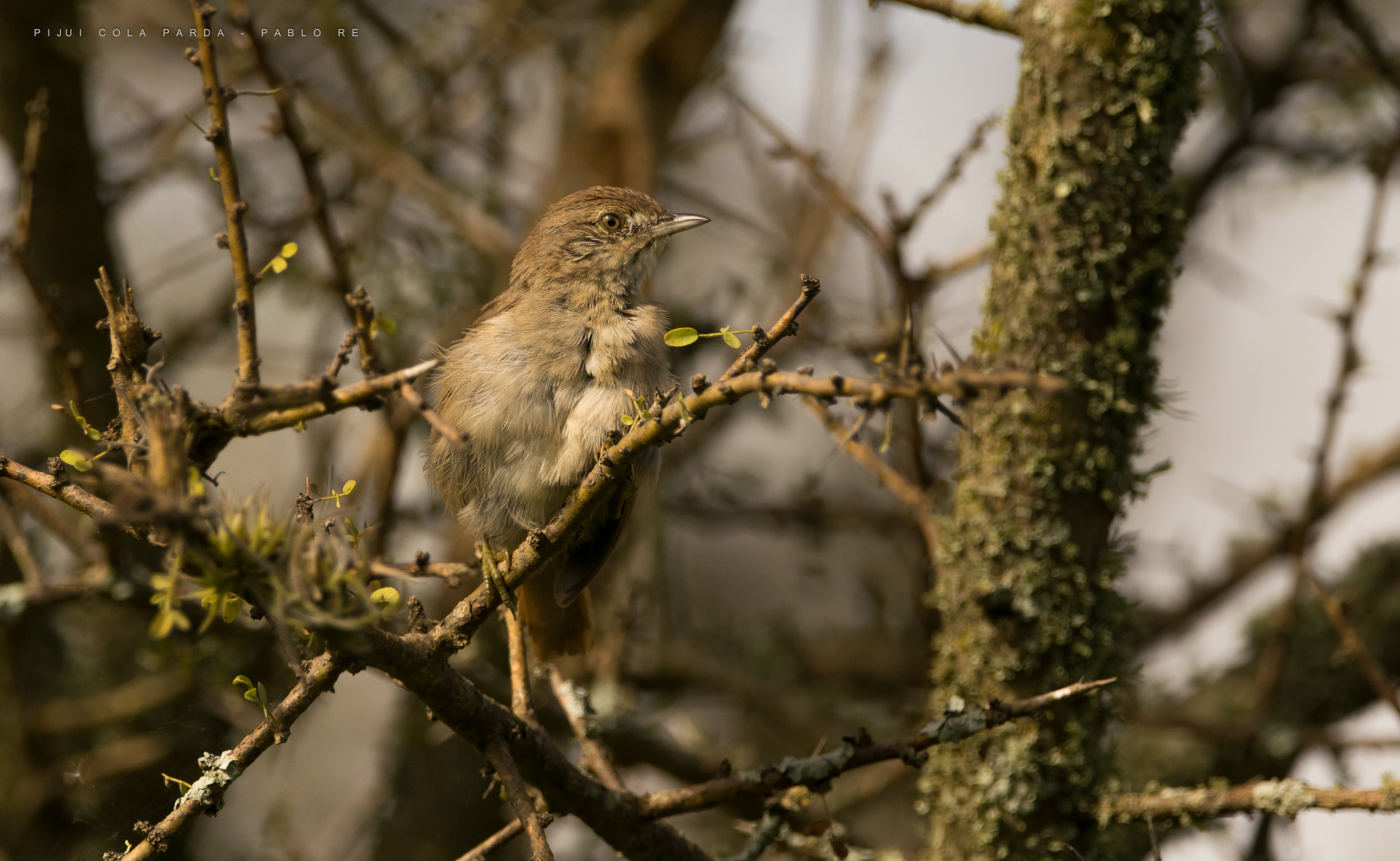 Nikon D3300 + Sigma 150-600mm F5-6.3 DG OS HSM | C sample photo. Pijui photography