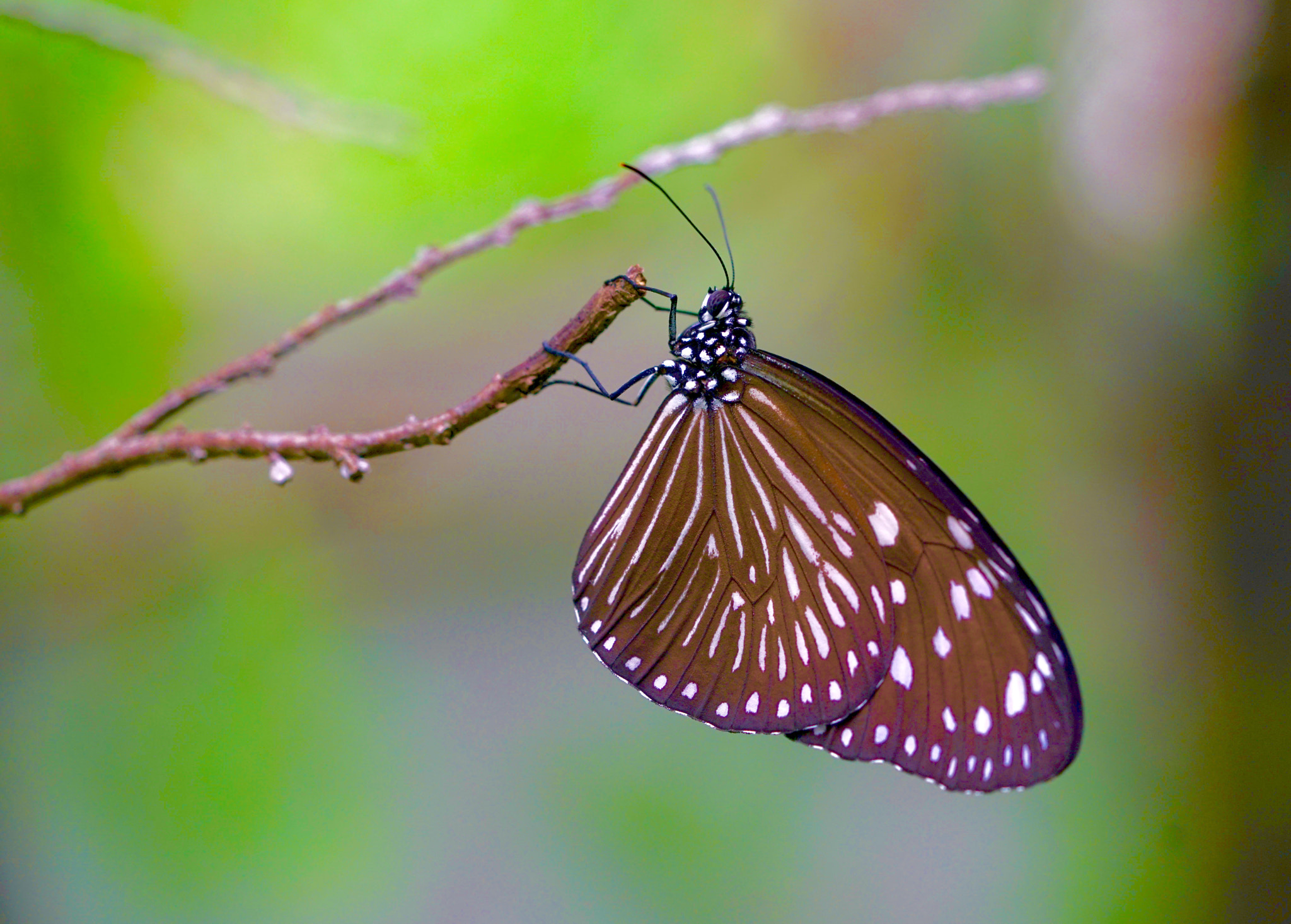 Sony a7R II + Sony FE 90mm F2.8 Macro G OSS sample photo. Butterfly photography