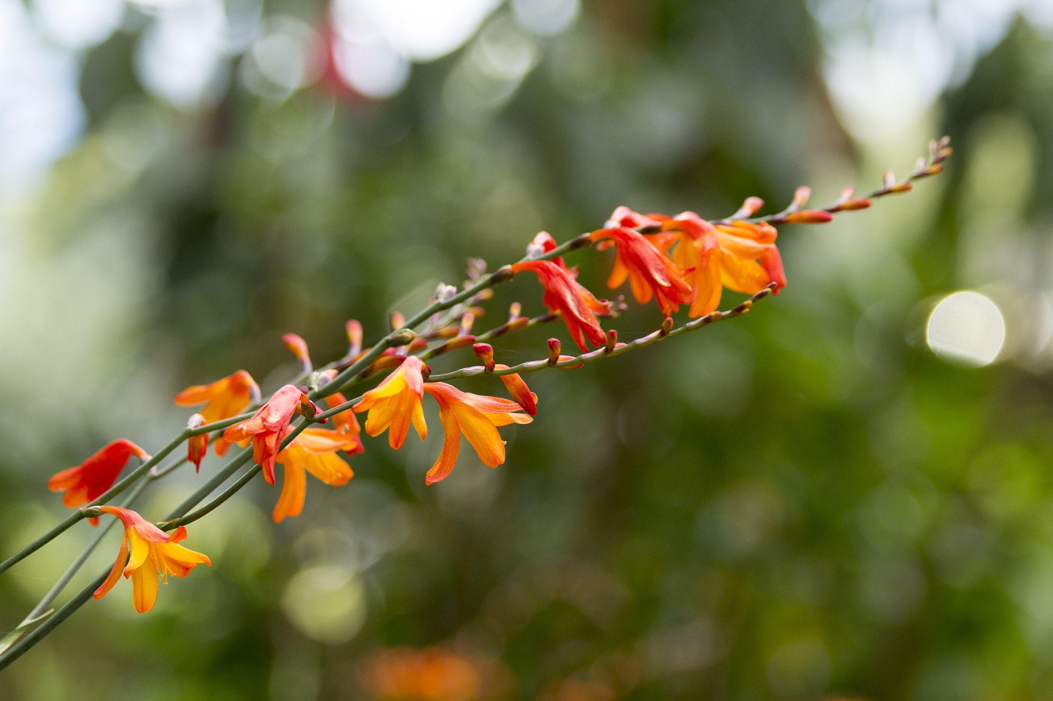 Canon EF 70-300mm F4-5.6 IS USM sample photo. Green photography