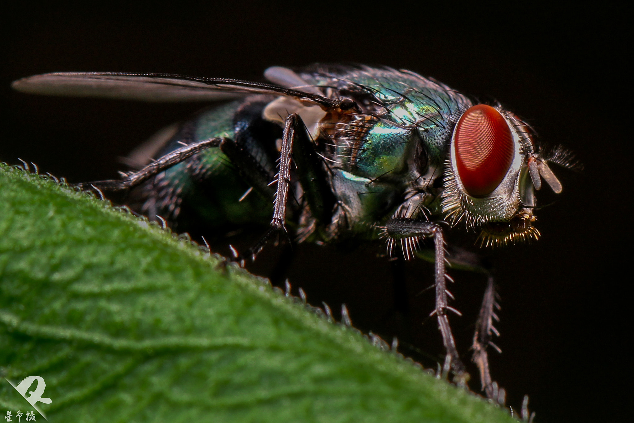 Canon EF 100mm F2.8L Macro IS USM sample photo