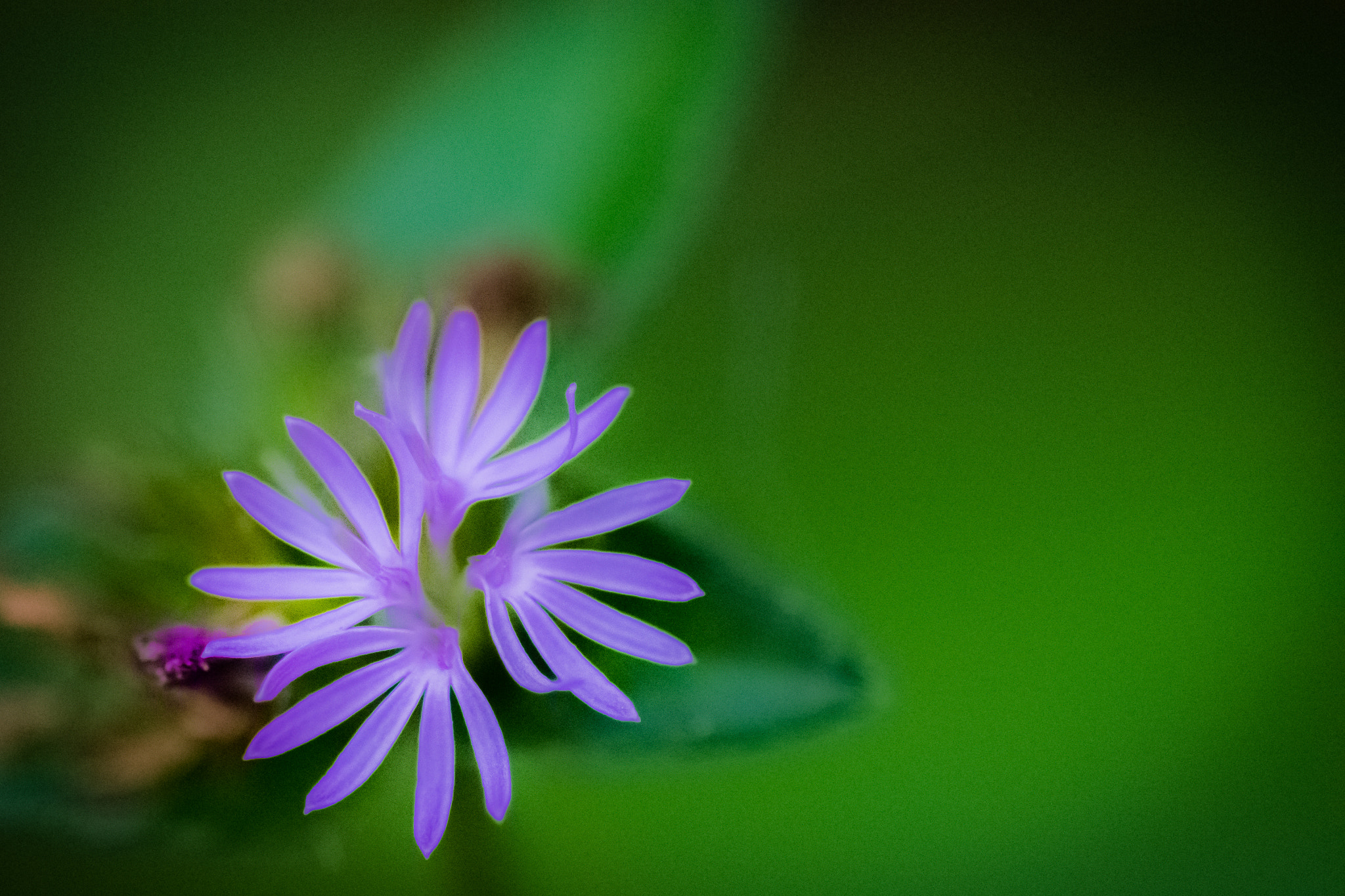 Nikon D7200 + Tokina AT-X Pro 100mm F2.8 Macro sample photo. Purple wildflowers photography