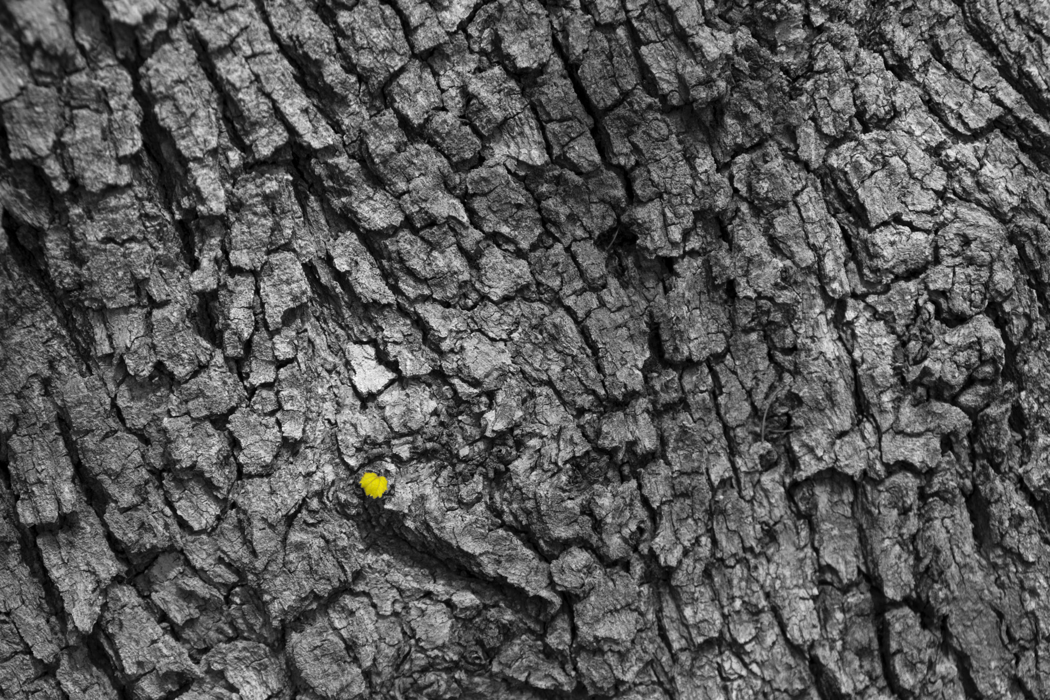 Sony DT 18-200mm F3.5-6.3 sample photo. Leaf photography