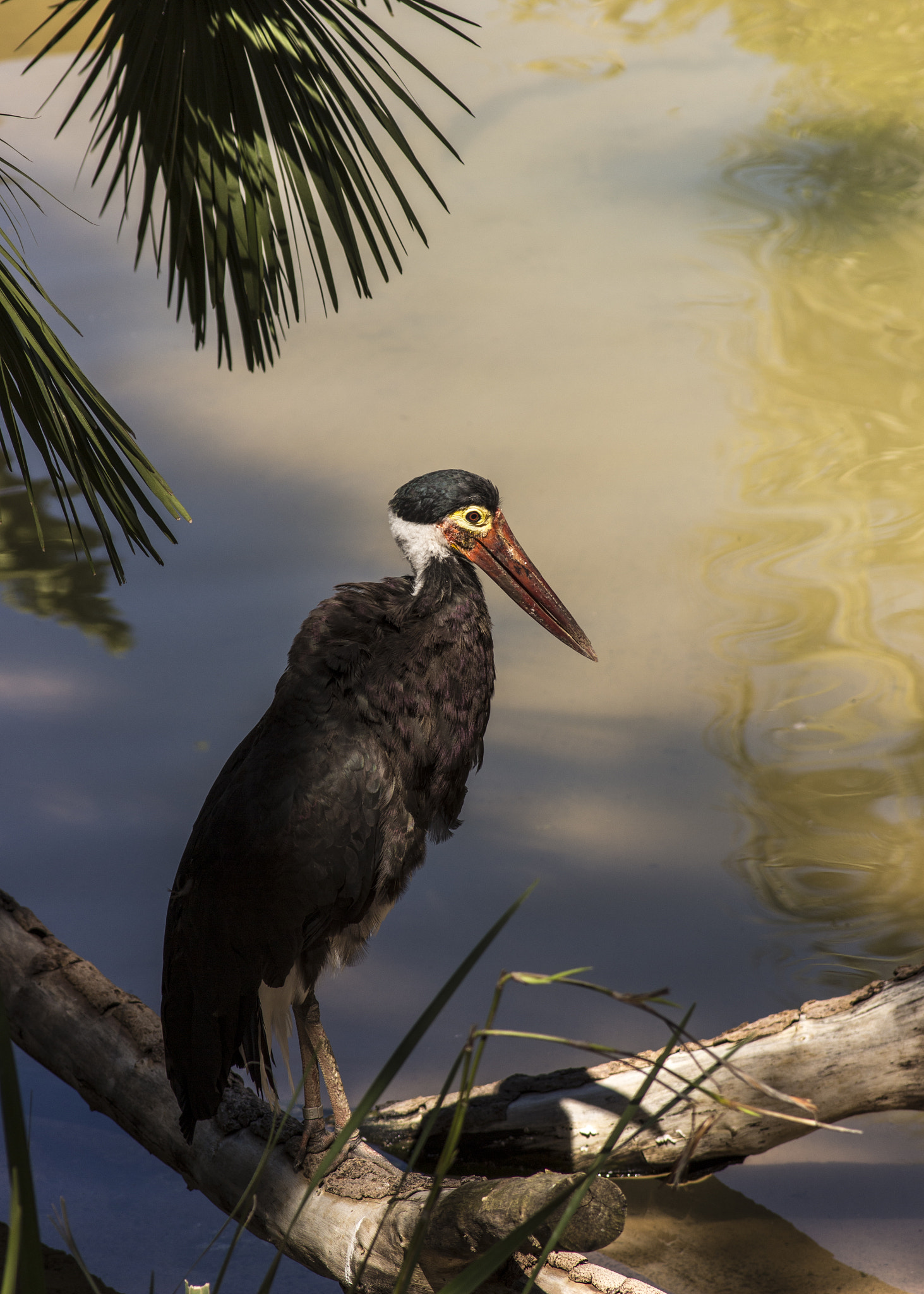Canon EF 28-105mm f/3.5-4.5 USM sample photo. Watchbird photography