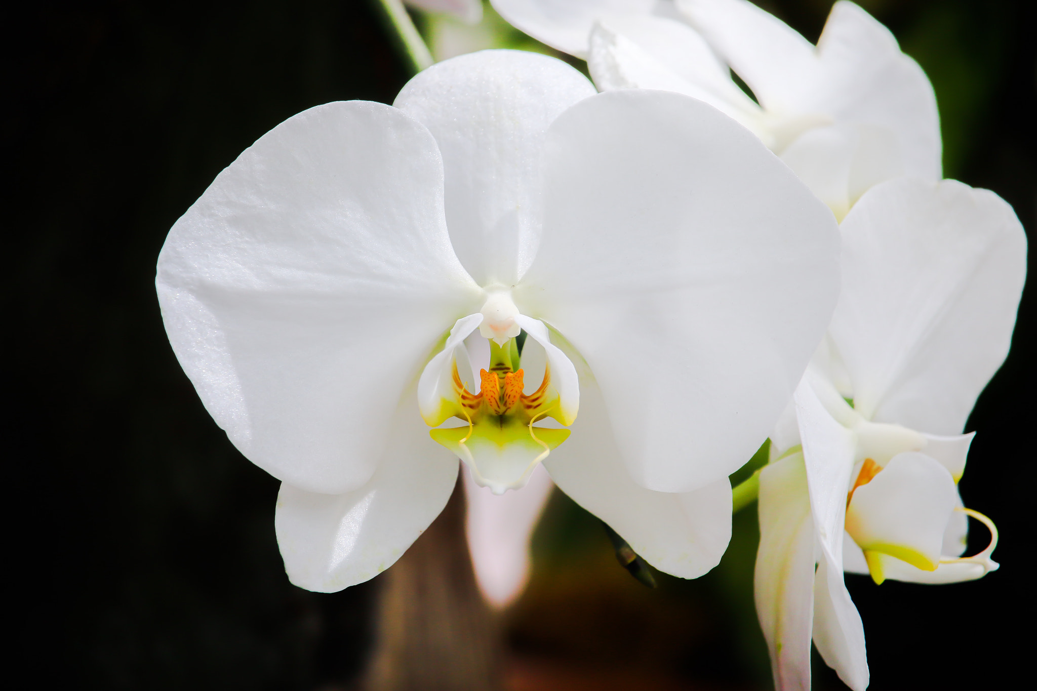 Canon EF-S 55-250mm F4-5.6 IS STM sample photo. Untitled photography